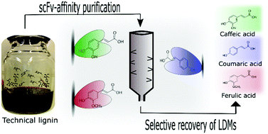 Graphical abstract: Molecular tools for selective recovery and detection of lignin-derived molecules