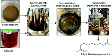Graphical abstract: Demonstrating a separation-free process coupling ionic liquid pretreatment, saccharification, and fermentation with Rhodosporidium toruloides to produce advanced biofuels