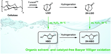 Graphical abstract: Organic solvent- and catalyst-free Baeyer–Villiger oxidation of levoglucosenone and dihydrolevoglucosenone (Cyrene®): a sustainable route to (S)-γ-hydroxymethyl-α,β-butenolide and (S)-γ-hydroxymethyl-γ-butyrolactone