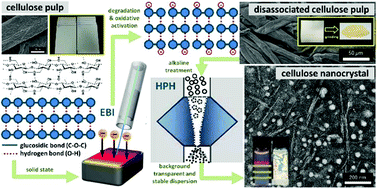 Graphical abstract: Facile and eco-friendly extraction of cellulose nanocrystals via electron beam irradiation followed by high-pressure homogenization