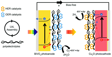 Graphical abstract: Fully solution-processable Cu2O–BiVO4 photoelectrochemical cells for bias-free solar water splitting