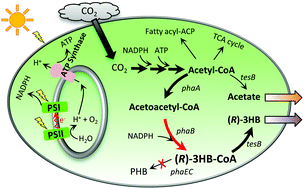 Graphical abstract: Unlocking the photobiological conversion of CO2 to (R)-3-hydroxybutyrate in cyanobacteria