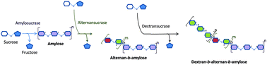 Graphical abstract: Enzymatic synthesis of polysaccharide-based copolymers