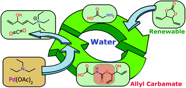 Graphical abstract: Cyclic allylic carbonates as a renewable platform for protecting chemistry in water