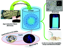 Graphical abstract: Sustainable synthesis of single crystalline sulphur-doped graphene quantum dots for bioimaging and beyond