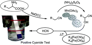 Graphical abstract: Synthesis of α-aminonitriles using aliphatic nitriles, α-amino acids, and hexacyanoferrate as universally applicable non-toxic cyanide sources