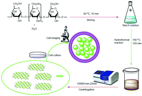 Graphical abstract: Synthesis of graphene quantum dots from natural polymer starch for cell imaging