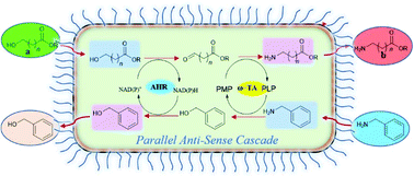 Graphical abstract: Parallel anti-sense two-step cascade for alcohol amination leading to ω-amino fatty acids and α,ω-diamines