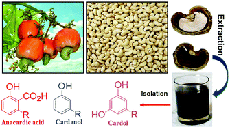 Graphical abstract: Cashew nut shell: a potential bio-resource for the production of bio-sourced chemicals, materials and fuels