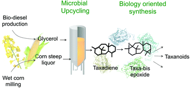 Graphical abstract: From microbial upcycling to biology-oriented synthesis: combining whole-cell production and chemo-enzymatic functionalization for sustainable taxanoid delivery