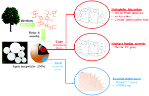 Graphical abstract: Defining lignin nanoparticle properties through tailored lignin reactivity by sequential organosolv fragmentation approach (SOFA)