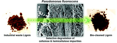 Graphical abstract: Cleaning carbohydrate impurities from lignin using Pseudomonas fluorescens