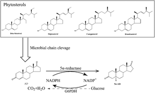 Graphical abstract: Production of 5α-androstene-3,17-dione from phytosterols by co-expression of 5α-reductase and glucose-6-phosphate dehydrogenase in engineered Mycobacterium neoaurum