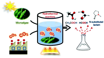 Graphical abstract: Synergetic conversion of microalgae and CO2 into value-added chemicals under hydrothermal conditions