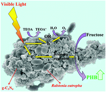 Graphical abstract: Stimulating bioplastic production with light energy by coupling Ralstonia eutropha with the photocatalyst graphitic carbon nitride