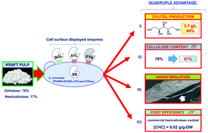 Graphical abstract: Cell-surface display technology and metabolic engineering of Saccharomyces cerevisiae for enhancing xylitol production from woody biomass