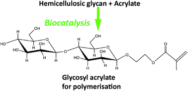 Graphical abstract: Enzymatic synthesis and polymerisation of β-mannosyl acrylates produced from renewable hemicellulosic glycans