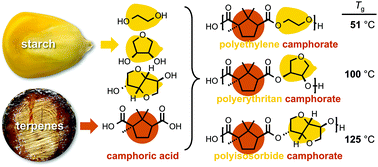 Graphical abstract: Synthesis, characterization, and water-degradation of biorenewable polyesters derived from natural camphoric acid