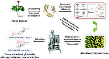 Graphical abstract: Construction and optimization of microbial cell factories for sustainable production of bioactive dammarenediol-II glucosides