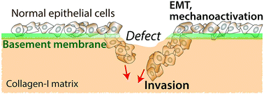 Graphical abstract: Physical defects in basement membrane-mimicking collagen-IV matrices trigger cellular EMT and invasion
