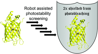 Graphical abstract: Enhancing fluorescent protein photostability through robot-assisted photobleaching