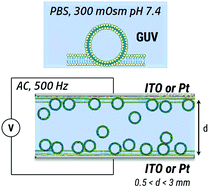 Graphical abstract: Electroformation of phospholipid giant unilamellar vesicles in physiological phosphate buffer