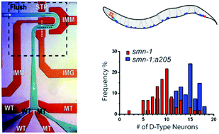 Graphical abstract: Automated screening of C. elegans neurodegeneration mutants enabled by microfluidics and image analysis algorithms