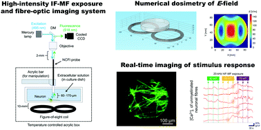 Graphical abstract: Real-time detection of stimulus response in cultured neurons by high-intensity intermediate-frequency magnetic field exposure