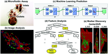 Graphical abstract: Morphology-based prediction of cancer cell migration using an artificial neural network and a random decision forest