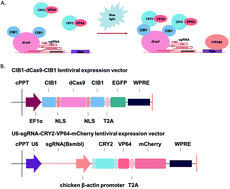 Graphical abstract: Enhanced intrinsic CYP3A4 activity in human hepatic C3A cells with optically controlled CRISPR/dCas9 activator complex