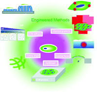 Graphical abstract: Towards organogenesis and morphogenesis in vitro: harnessing engineered microenvironment and autonomous behaviors of pluripotent stem cells