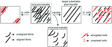 Graphical abstract: Transfer of assembled collagen fibrils to flexible substrates for mechanically tunable contact guidance cues