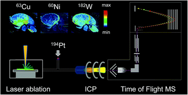 Graphical abstract: LA-ICP-TOF-MS for rapid, all-elemental and quantitative bioimaging, isotopic analysis and the investigation of plasma processes