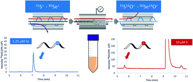 Graphical abstract: Development of a UPLC-IDA-ICP-MS/MS method for peptide quantitation in plasma by Se-labelling, and comparison to S-detection of the native peptide