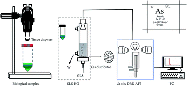 Graphical abstract: Determination of arsenic in biological samples by slurry sampling hydride generation atomic fluorescence spectrometry using in situ dielectric barrier discharge trap