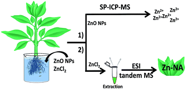 Graphical abstract: Elucidation of the fate of zinc in model plants using single particle ICP-MS and ESI tandem MS