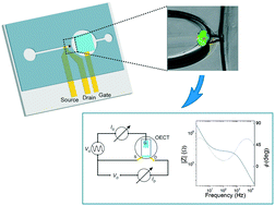 Graphical abstract: A planar impedance sensor for 3D spheroids