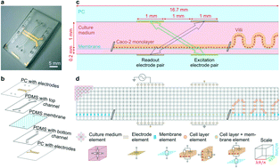 Graphical abstract: Non-invasive sensing of transepithelial barrier function and tissue differentiation in organs-on-chips using impedance spectroscopy