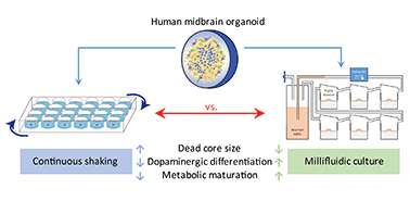 Graphical abstract: Millifluidic culture improves human midbrain organoid vitality and differentiation