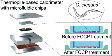 Graphical abstract: Dynamic microfluidic nanocalorimetry system for measuring Caenorhabditis elegans metabolic heat