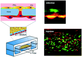 Graphical abstract: A biomimetic microfluidic model to study signalling between endothelial and vascular smooth muscle cells under hemodynamic conditions