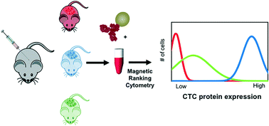Graphical abstract: Dynamic CTC phenotypes in metastatic prostate cancer models visualized using magnetic ranking cytometry