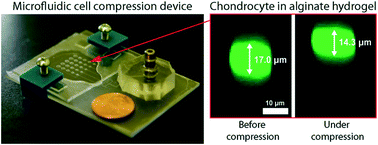 Graphical abstract: Pneumatic microfluidic cell compression device for high-throughput study of chondrocyte mechanobiology