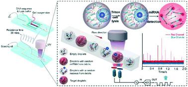 Graphical abstract: Ultrahigh-throughput droplet microfluidic device for single-cell miRNA detection with isothermal amplification