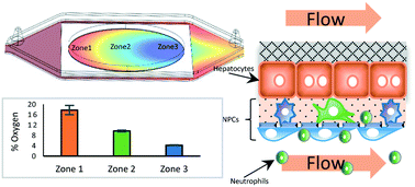 Graphical abstract: A glass-based, continuously zonated and vascularized human liver acinus microphysiological system (vLAMPS) designed for experimental modeling of diseases and ADME/TOX