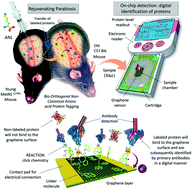 Graphical abstract: Graphene-based biosensor for on-chip detection of bio-orthogonally labeled proteins to identify the circulating biomarkers of aging during heterochronic parabiosis