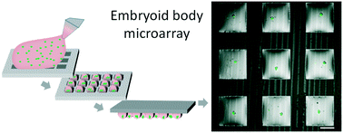 Graphical abstract: Droplet microarray: miniaturized platform for rapid formation and high-throughput screening of embryoid bodies