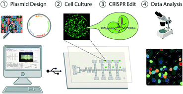 Graphical abstract: An automated microfluidic gene-editing platform for deciphering cancer genes