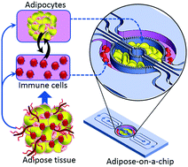 Graphical abstract: Adipose-on-a-chip: a dynamic microphysiological in vitro model of the human adipose for immune-metabolic analysis in type II diabetes
