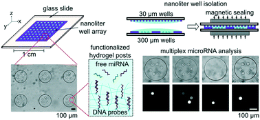 Graphical abstract: Quantitative and multiplex microRNA assays from unprocessed cells in isolated nanoliter well arrays